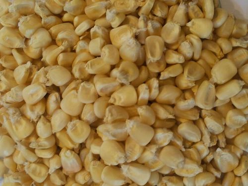 White Corn Maize