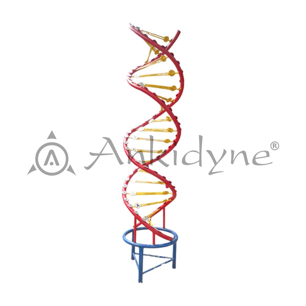 DNA Model