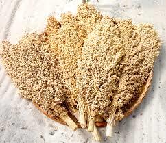 Indian Rich Sorghum