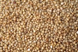 Sorghum From Indian Price - Sorghum Seeds, Beige Color, 12% Moisture, 11% Protein, 3% Fat, 1% Broken, Food Grade, Uniform Size, PFA Compliant
