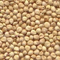 Indian Sorghum For Sale - Beige Color
