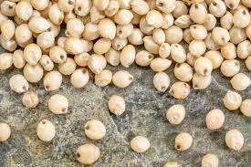 Staple Grain Sorghum Seeds