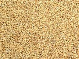 Sorghum Seeds Suppliers 