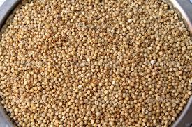 Sorghum