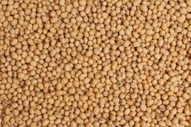 Sorghum Seed