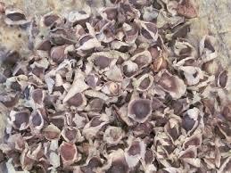 Moringa Seeds