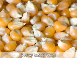 Maize Corn- (Yellow)