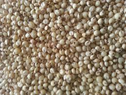 Milky White Sorghum