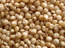 Mahindra Sorghum