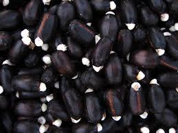 Jatropa Seeds