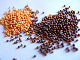 Oil, Oil Seeds & Extraction