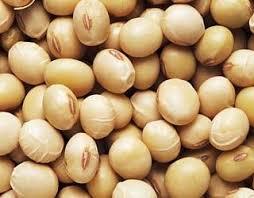 Soyabean Seed