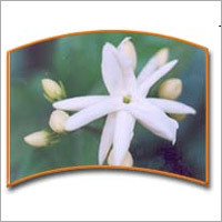 Tuberose Oil