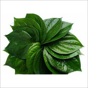 Indian Betel Leaves