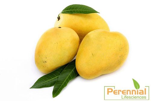Spray Dried Mango Powder