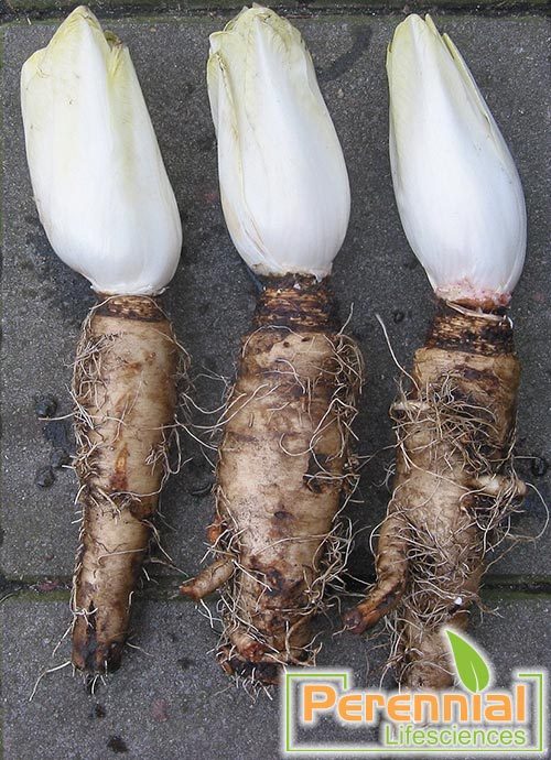 Roasted Chicory Pieces
