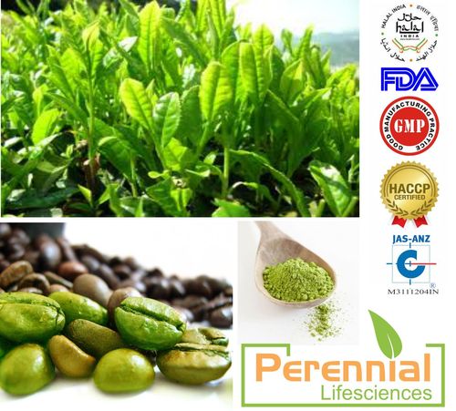 Green Coffee Extract 60% Chlorogenic acids