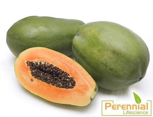 Dry Papaya Powder