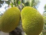 Fresh Fruits