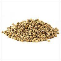 Organic Coriander Seeds