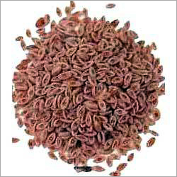 Seeds