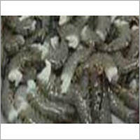Black Tiger Shrimp