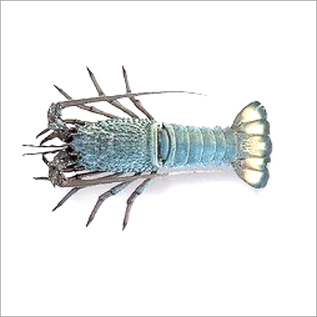 Lobster