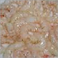 Sea Water Pink Shrimp