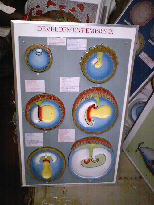 Embryology Models
