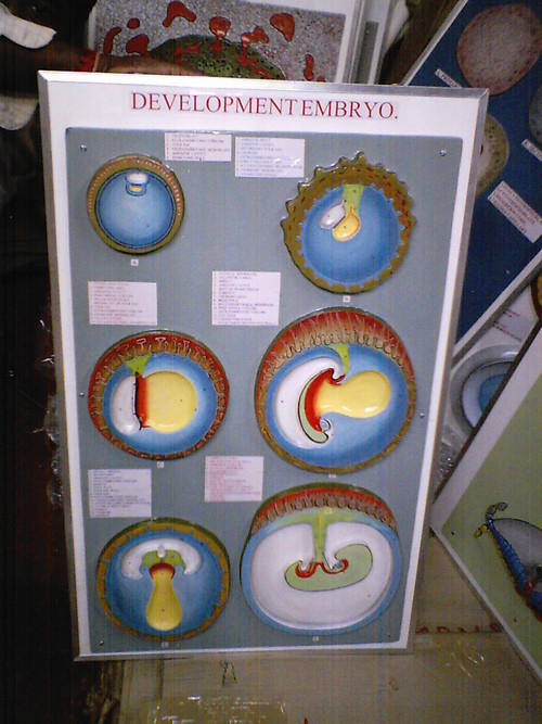 Human Embryology Models