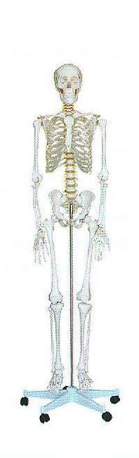 Human Skeleton Material - Color: White