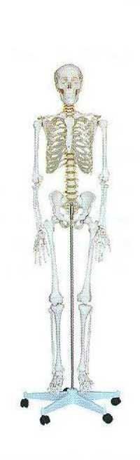 Human Skeleton Material - Color: White