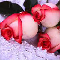 Pink Roses