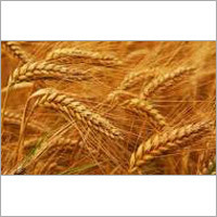 Farm Fresh Wheat