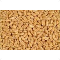 Organic Wheat Seeds