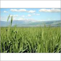 Green Wheat