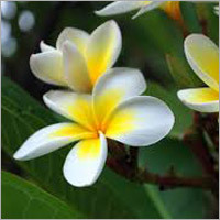 Frangipani Flower