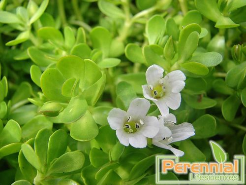 Bacopa Monnieri Extract 50% Bacoside