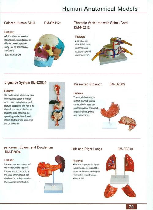 FIRST AID SKILLS TRAINING MODELS 76