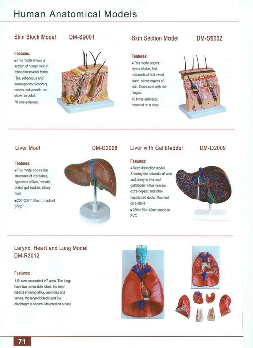 First Aid Skills Training Models 77