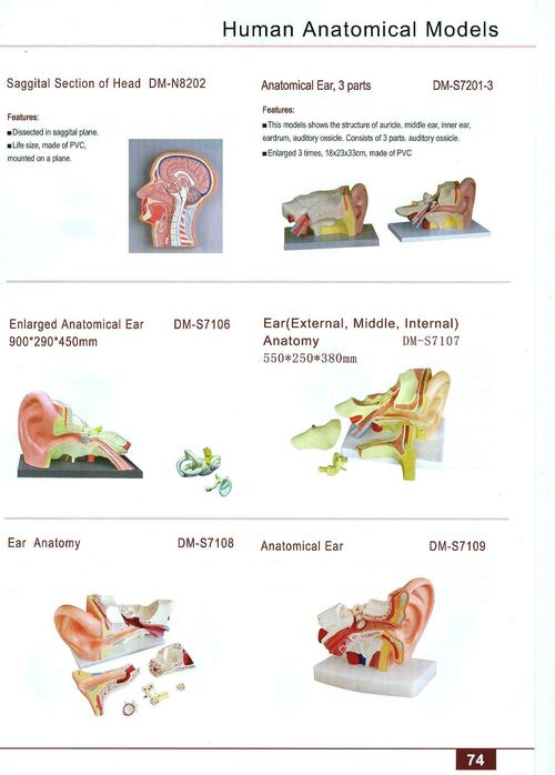 FIRST AID SKILLS TRAINING MODELS 80