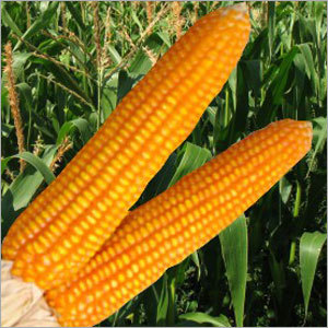 Hyb Sangrila - Orange Flint Corn, 170-180cm, 14-16 Kernel Rows | Early Maturity, Fast Growth, Nutrient Rich, Even Kernels
