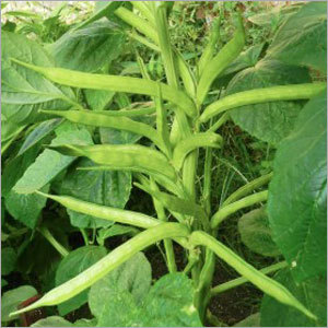 Clusterbean (Gwar) Komal - Light Green 12-14cm Pods, Medium Tall | Prolific Bearing, Disease Resistant, Long Shelf Life