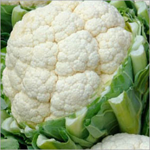 Fast Early - Organic White Cauliflower, 400-500g | Early Maturity, Disease Resistant, Long Shelf Life