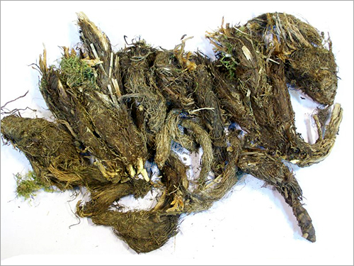 Jatamansi