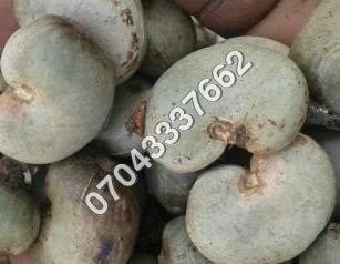 Raw Cashews