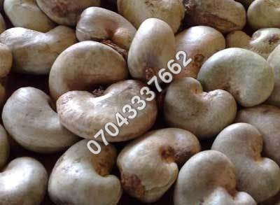 Raw Cashew Nut