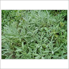 Natural Herbs