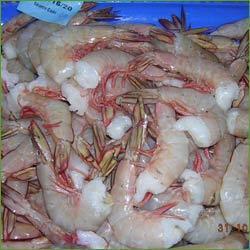 White Shrimps