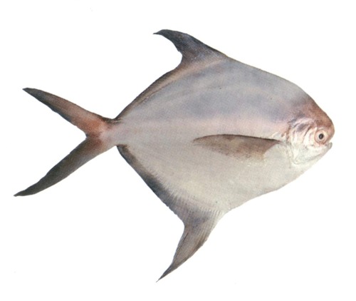White Pompfret Fish